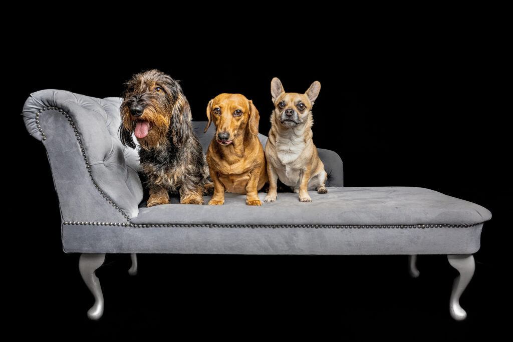 Beau, Hugo and Lily
