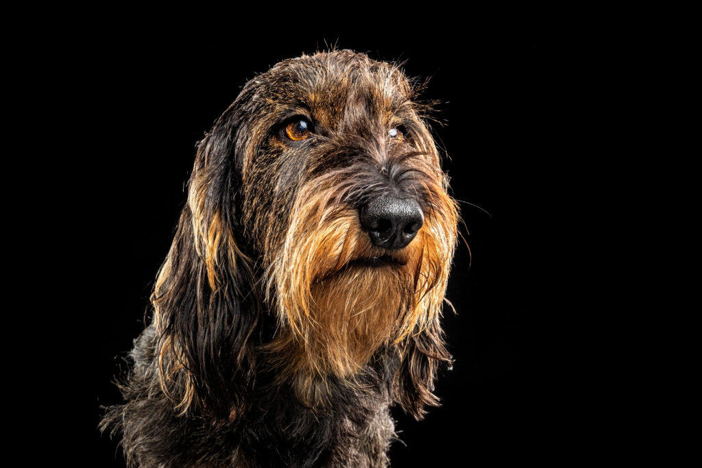 Remembering a pet with a QR keepsake